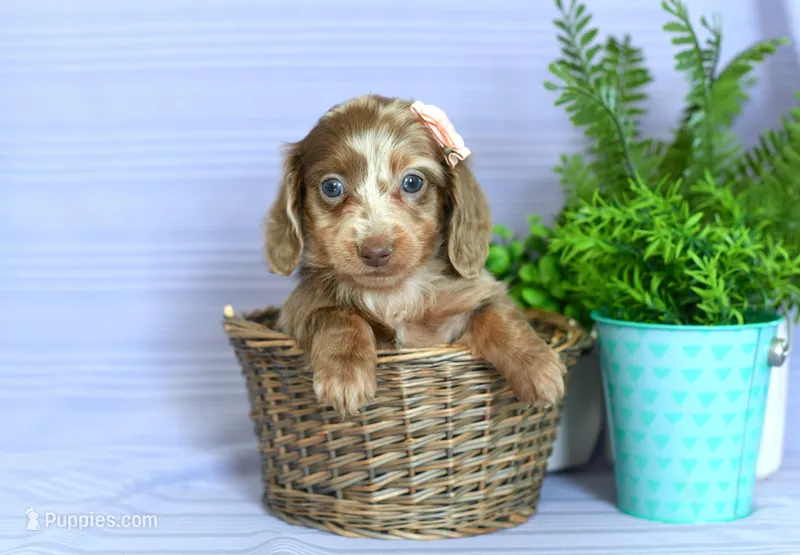 Cece – Miniature Dachshund puppy on hold in Ligonier, IN