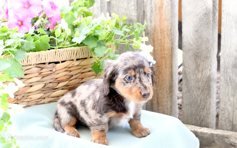 Febe – Dachshund puppy for sale in Ligonier, IN
