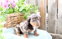 Febe, a female Dachshund for sale in Ligonier, IN – 1 of 4