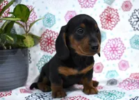 Warren, a male Dachshund for sale in Ligonier, IN – Photo 2 of 3