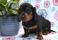 Warren, a male Dachshund for sale in Ligonier, IN – Photo 3 of 3