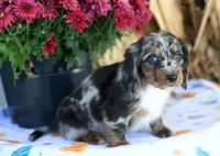 Lantz, a male Miniature Dachshund for sale in Ligonier, IN – 3 of 3