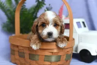 Bingo, a male Cockapoo for sale in Ligonier, IN – Photo 2 of 3
