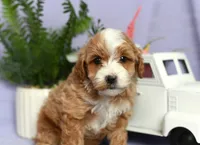 Bingo, a male Cockapoo for sale in Ligonier, IN – Photo 3 of 3