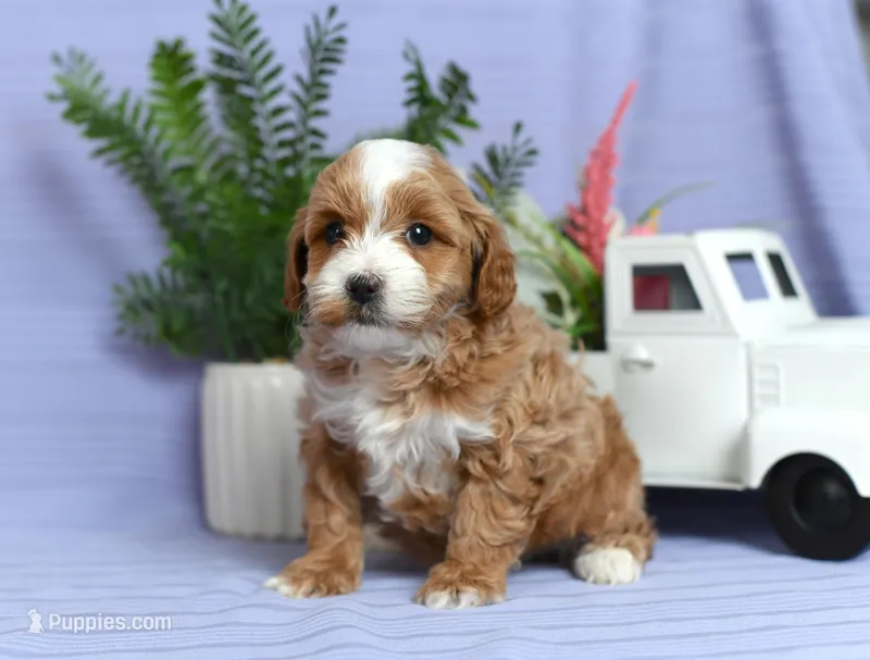 Bingo – Cockapoo puppy for sale in Ligonier, IN
