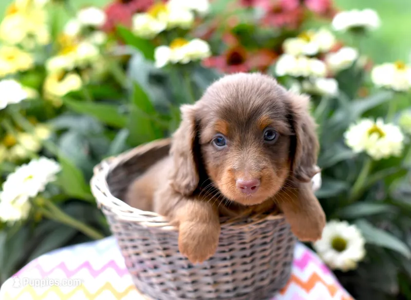 Jace – Miniature Dachshund puppy for sale in Ligonier, IN