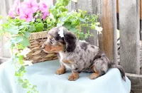 Febe, a female Dachshund for sale in Ligonier, IN – 4 of 4