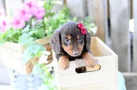 Fawn, a female Dachshund for sale in Ligonier, IN – 3 of 3