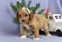 Bella, a female Cockapoo for sale in Ligonier, IN – Photo 2 of 3