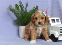 Bella, a female Cockapoo for sale in Ligonier, IN – Photo 3 of 3