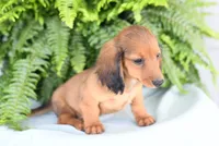 Diesel, a male Miniature Dachshund for sale in Ligonier, IN – 2 of 9