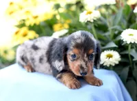 Harris, a male Miniature Dachshund for sale in Ligonier, IN – 3 of 3