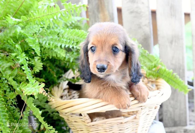 Darius – Miniature Dachshund puppy for sale in Ligonier, IN