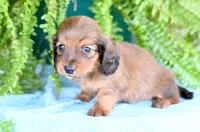 Darius, a male Miniature Dachshund for sale in Ligonier, IN – Photo 2 of 3