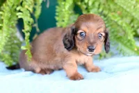 Darius, a male Miniature Dachshund for sale in Ligonier, IN – Photo 3 of 3