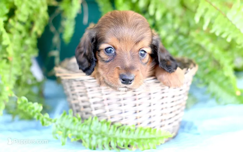 Darius – Miniature Dachshund puppy for sale in Ligonier, IN