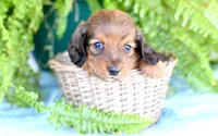 Darius, a male Miniature Dachshund for sale in Ligonier, IN – Photo 1 of 3