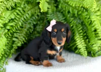Heather, a female Miniature Dachshund for sale in Ligonier, IN – 3 of 8