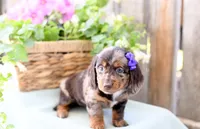 Francine, a female Dachshund for sale in Ligonier, IN – 3 of 3