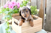 Febe, a female Dachshund for sale in Ligonier, IN – 3 of 4
