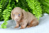 Ivory, a female Miniature Dachshund for sale in Ligonier, IN – 2 of 3