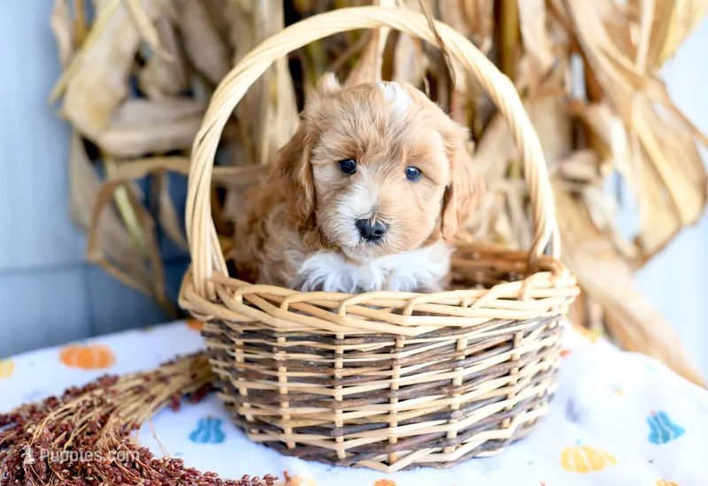 Kobi – Cockapoo puppy for sale in Ligonier, IN