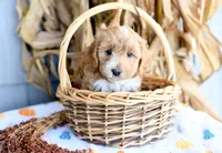 Kobi, a male Cockapoo for sale in Ligonier, IN – 1 of 3