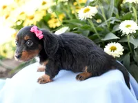 Heather, a female Miniature Dachshund for sale in Ligonier, IN – 3 of 4