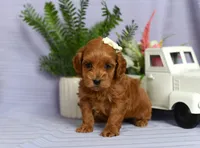 Bonnie, a female Cockapoo for sale in Ligonier, IN – Photo 3 of 3