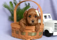 Bonnie, a female Cockapoo for sale in Ligonier, IN – Photo 1 of 3