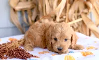 Kurt, a male Cockapoo for sale in Ligonier, IN – 2 of 3