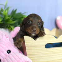 Ziggy, a male Miniature Dachshund for sale in Ligonier, IN – Photo 4 of 6