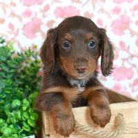 Ziggy, a male Miniature Dachshund for sale in Ligonier, IN – Photo 1 of 6