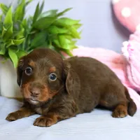 Ziggy, a male Miniature Dachshund for sale in Ligonier, IN – Photo 6 of 6