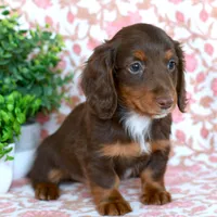 Ziggy, a male Miniature Dachshund for sale in Ligonier, IN – Photo 3 of 6