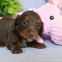 Ziggy, a male Miniature Dachshund for sale in Ligonier, IN – Photo 5 of 6