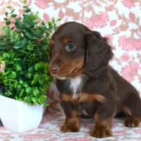 Ziggy, a male Miniature Dachshund for sale in Ligonier, IN – Photo 2 of 6