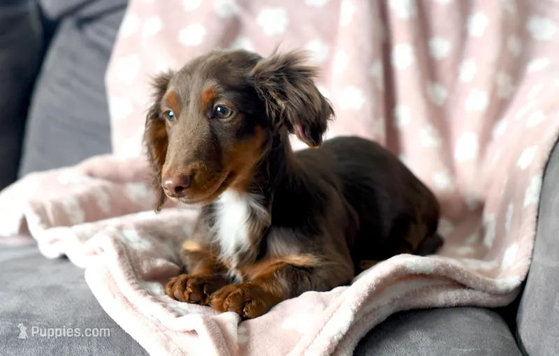 Ziggy – Miniature Dachshund puppy for sale in Ligonier, IN