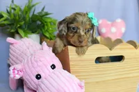 Zeva, a female Miniature Dachshund for sale in Ligonier, IN – Photo 1 of 4