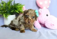 Zeva, a female Miniature Dachshund for sale in Ligonier, IN – Photo 3 of 4