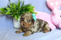 Zeva, a female Miniature Dachshund for sale in Ligonier, IN – Photo 4 of 4