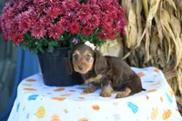 Lassie, a female Miniature Dachshund for sale in Ligonier, IN – 3 of 3