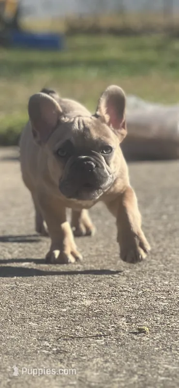 Guapo  – French Bulldog puppy for sale in Elkridge, MD