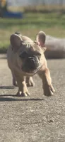 Guapo , a male French Bulldog for sale in Elkridge, MD – 1 of 1
