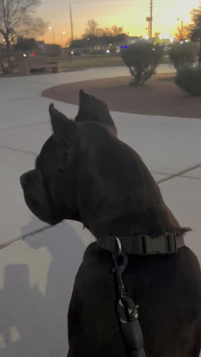 Facility video