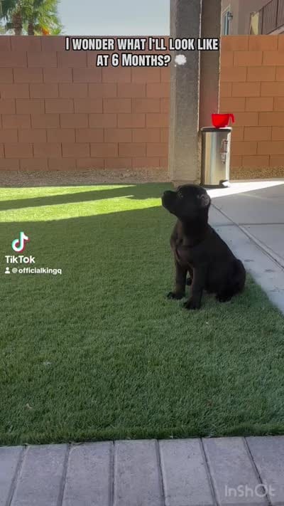 Panther, a male Cane Corso for sale in Las Vegas, NV – 4 of 7