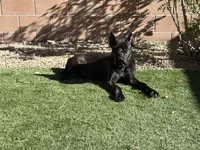 Panther, a male Cane Corso for sale in Las Vegas, NV – 3 of 7