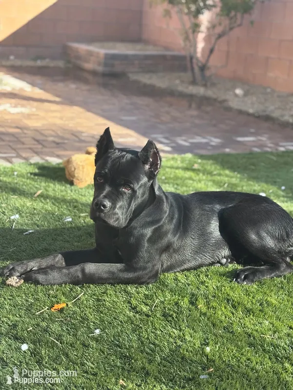 Panther – Cane Corso puppy for sale in Las Vegas, NV