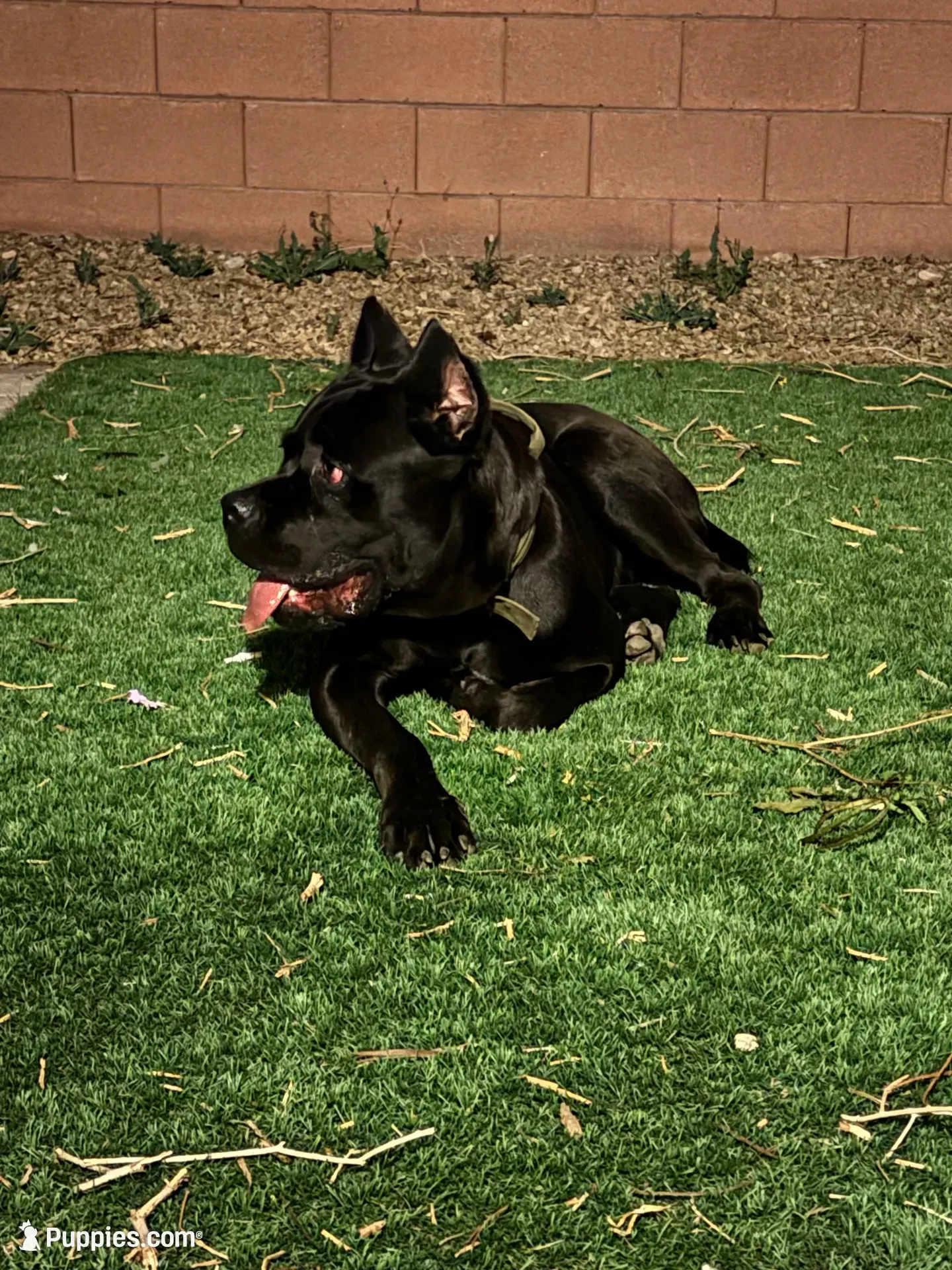 Panther, a male Cane Corso for sale in Las Vegas, NV – 2 of 7