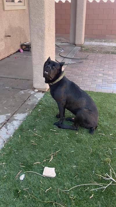 Panther, a male Cane Corso for sale in Las Vegas, NV – 6 of 7